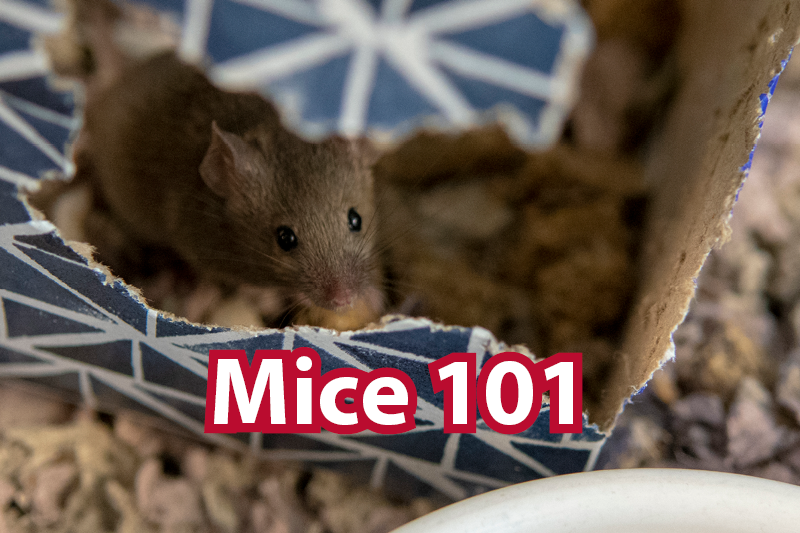 Mice 101 - Alexandria Animals