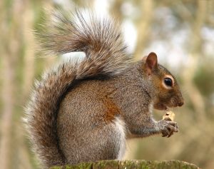 Squirrels - Common Virginia Wildlife