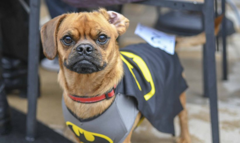 Pups in the Spooky Spirit at Howl-O-Ween