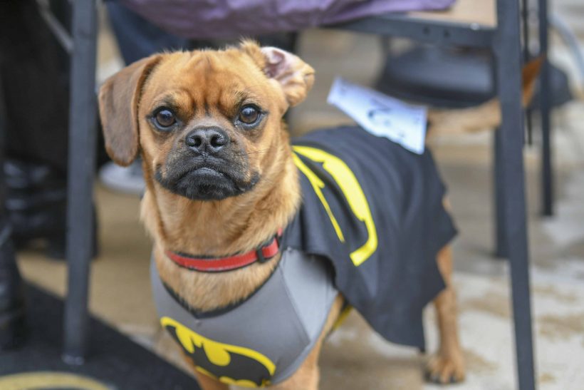 Pups in the Spooky Spirit at Howl-O-Ween