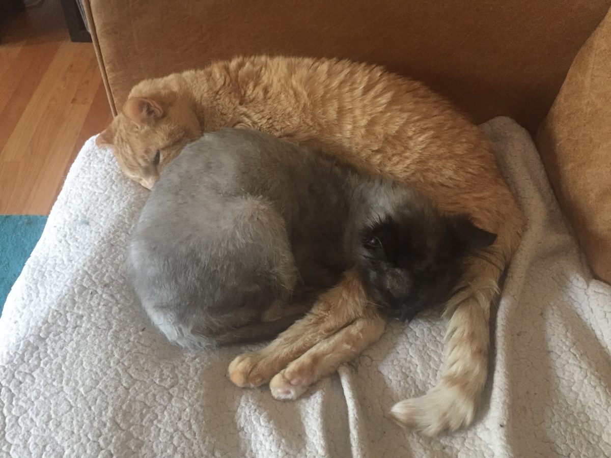 Sharing Stories of Foster Success! - Dusty and Tony