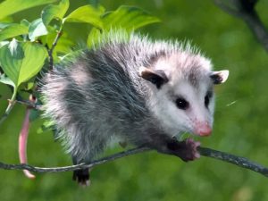 Opossums - Common Virginia Wildlife