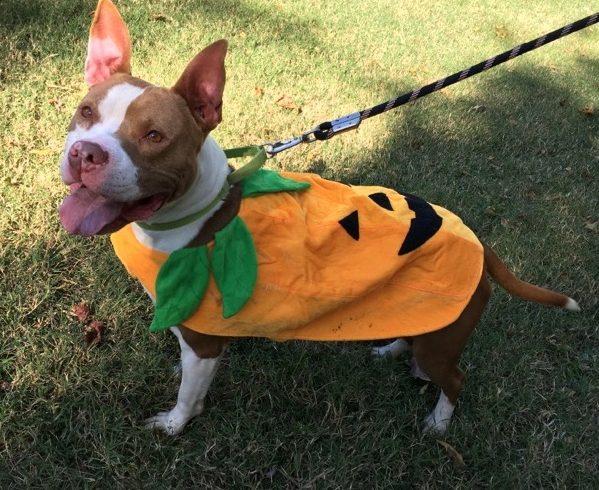 Help Your Pets Have a Happy (and Safe) Halloween!
