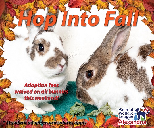AWLA Hop Into Fall 2018 - Rabbit Adoption Promotion