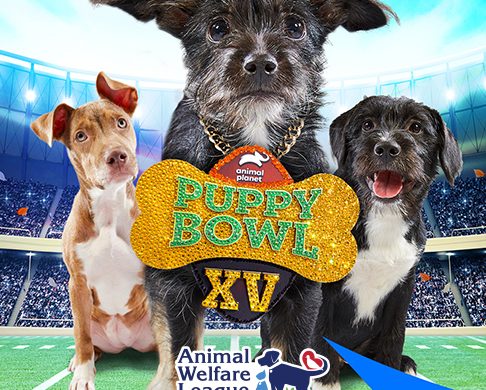 Pirate: Puppy Bowl Champion in the Making