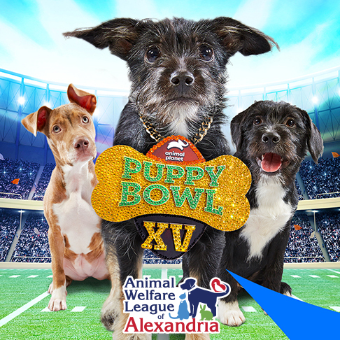 Puppy Bowl XV Viewing Party