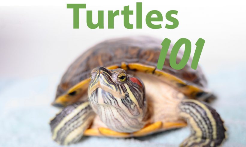 Turtles 101