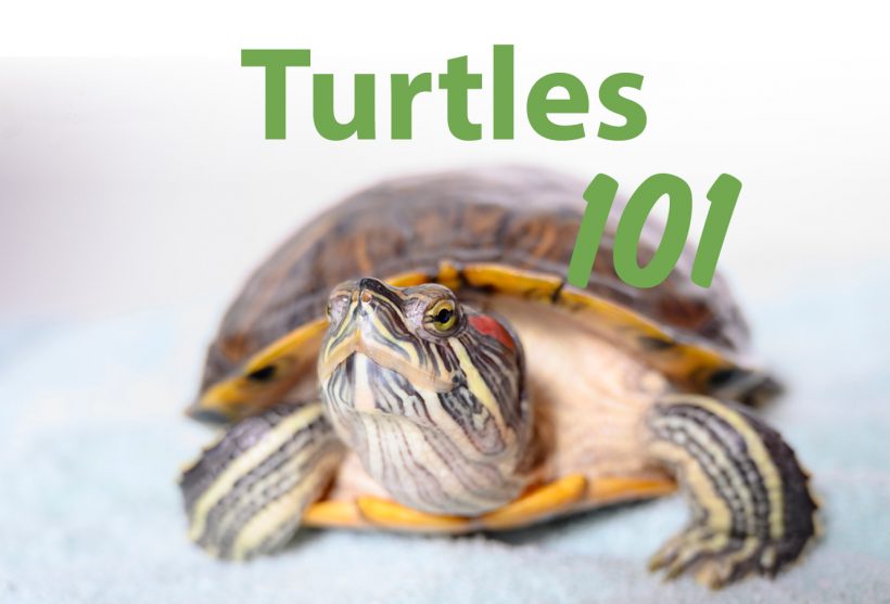 Turtles 101