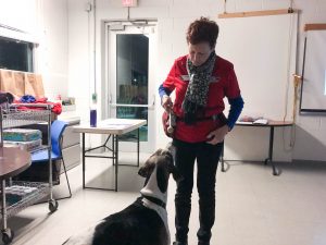 Clicker training at AWLA - positive reinforcement for shelter animals