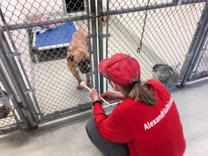 Clicker training at AWLA - positive reinforcement for shelter animals