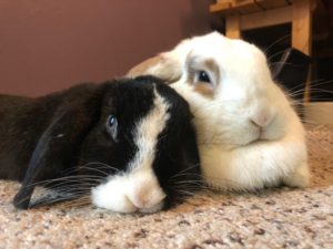 ‘Cuddle Time’ Can Mean Cozying Up with a Rabbit or Lizard