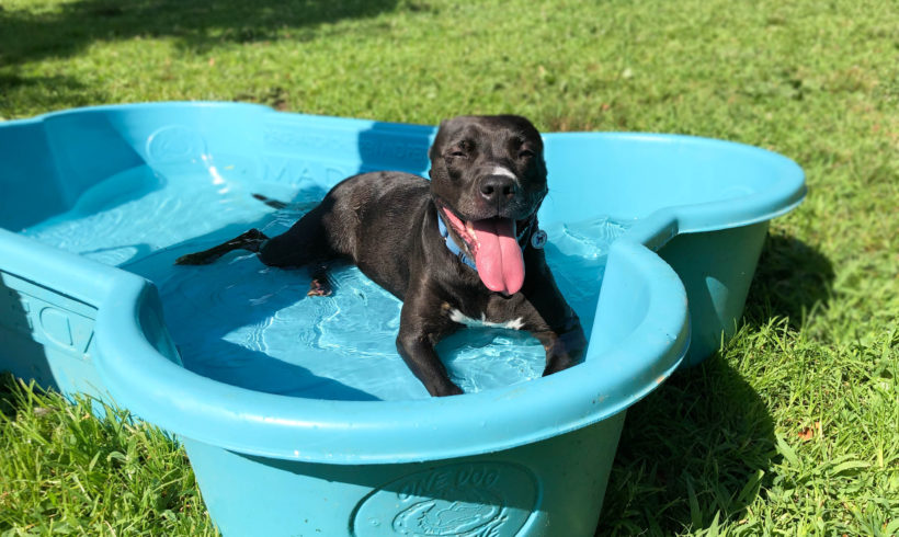 REPOST: Keeping Cool During the Dog Days of Summer