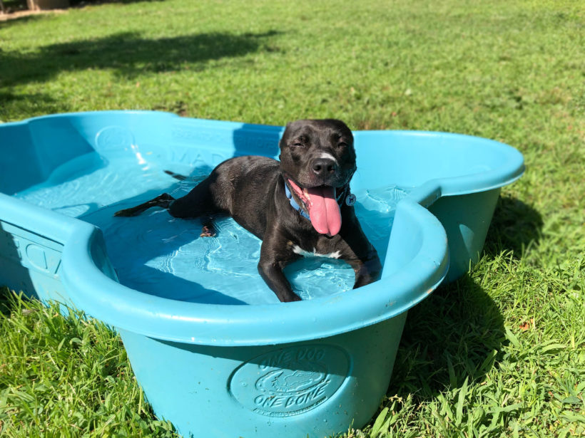 REPOST: Keeping Cool During the Dog Days of Summer
