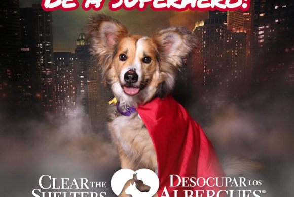 Clear the Shelters 2019 Cheat Sheet