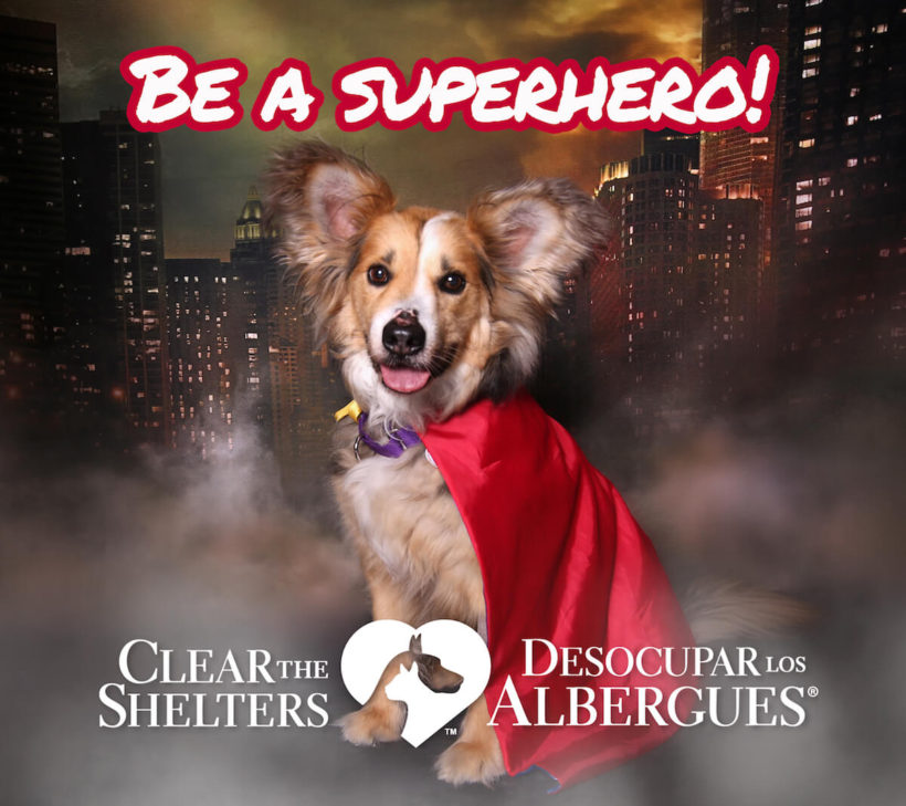 Clear the Shelters 2019 Cheat Sheet