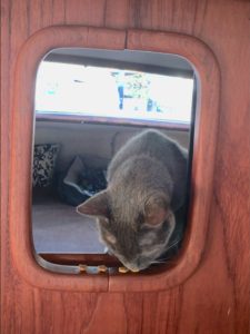 Anchors Aweigh: Sailing Senior Proves All Cats Don’t Hate Water