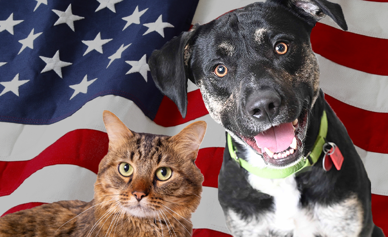 Veterans Day Adoption Event