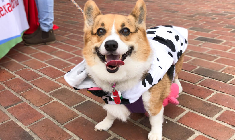 Howl-O-Ween 2019 Round-Up