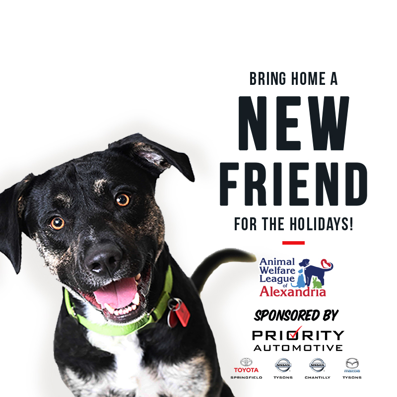 Bring Home a New Friend for the Pawlidays