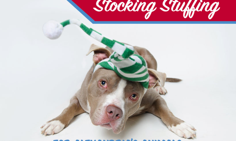 Stuffing Stockings for Alexandria’s Animals