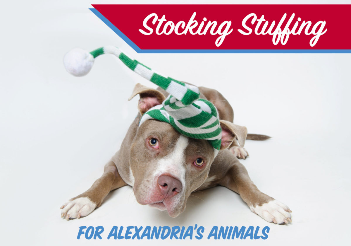 Stuffing Stockings for Alexandria's Animals