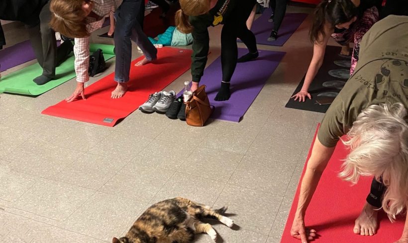 Na-Meow-Ste Yoga at the AWLA