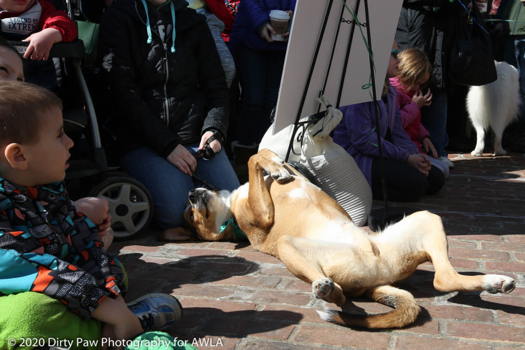 AWLA Fun Dog Show 2020, Photo Courtesy of Dirty Paw Photography