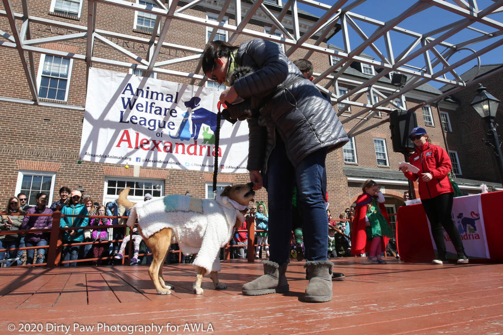 AWLA Fun Dog Show 2020, Photo Courtesy of Dirty Paw Photography