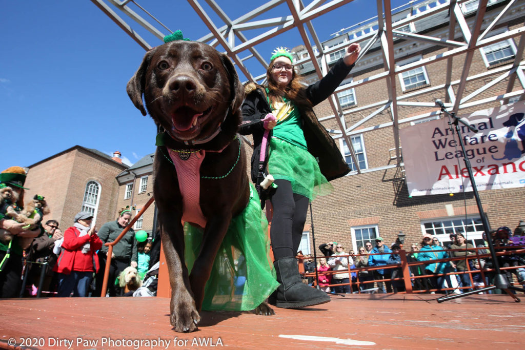 AWLA Fun Dog Show 2020, Photo Courtesy of Dirty Paw Photography