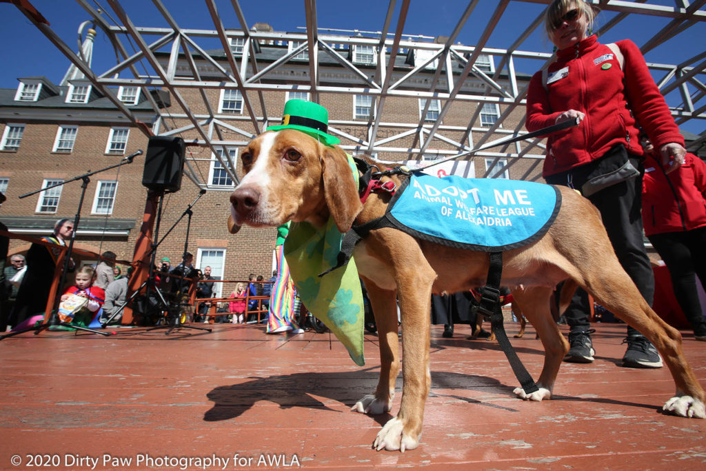 AWLA Fun Dog Show 2020, Photo Courtesy of Dirty Paw Photography
