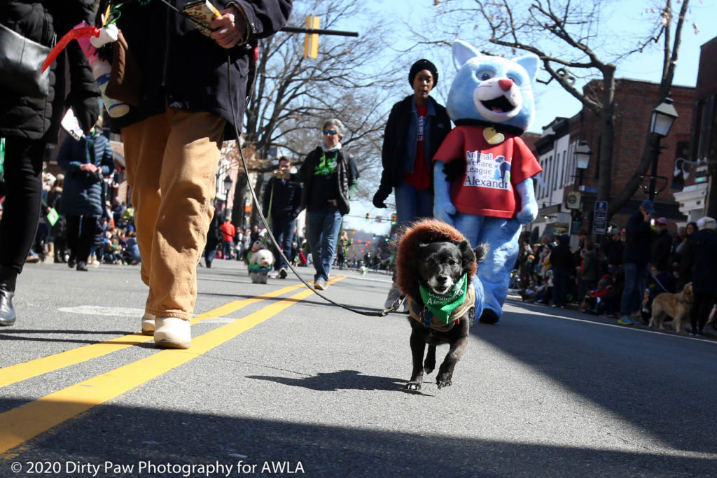 AWLA Fun Dog Show 2020, Photo Courtesy of Dirty Paw Photography