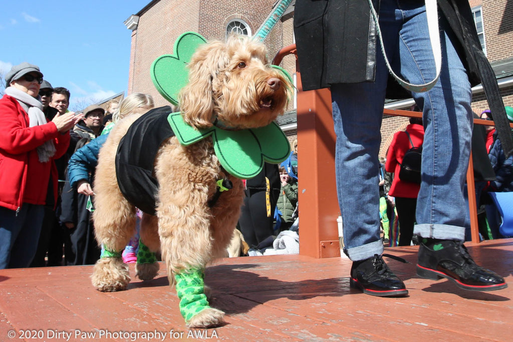 AWLA Fun Dog Show 2020, Photo Courtesy of Dirty Paw Photography