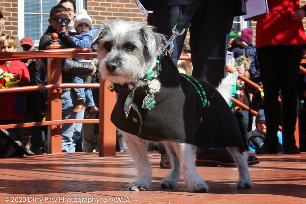 AWLA Fun Dog Show 2020, Photo Courtesy of Dirty Paw Photography