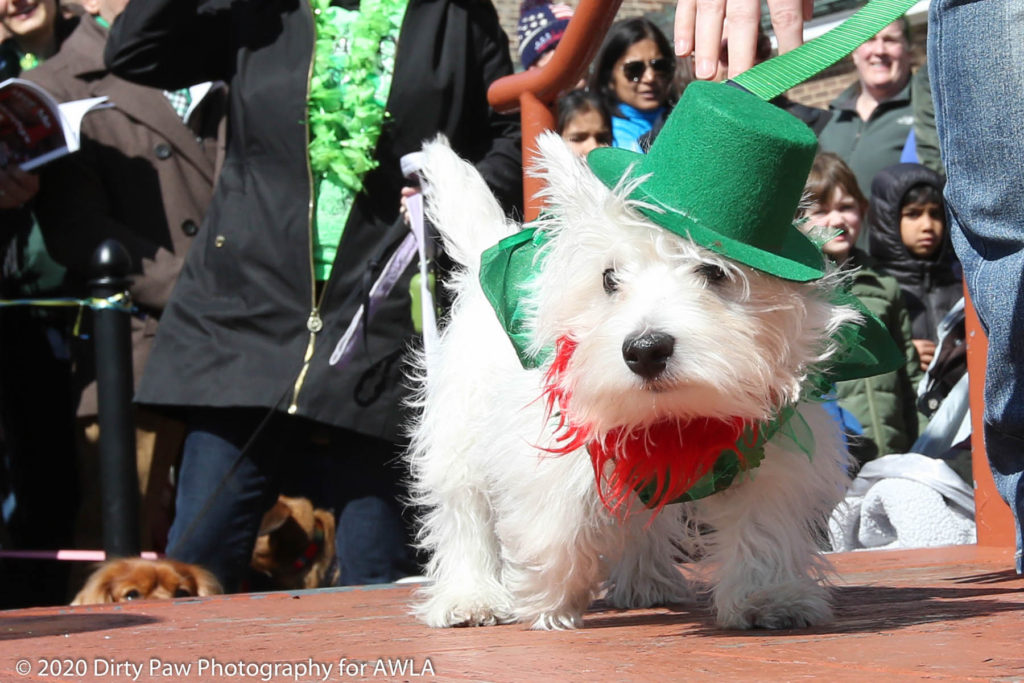 AWLA Fun Dog Show 2020, Photo Courtesy of Dirty Paw Photography