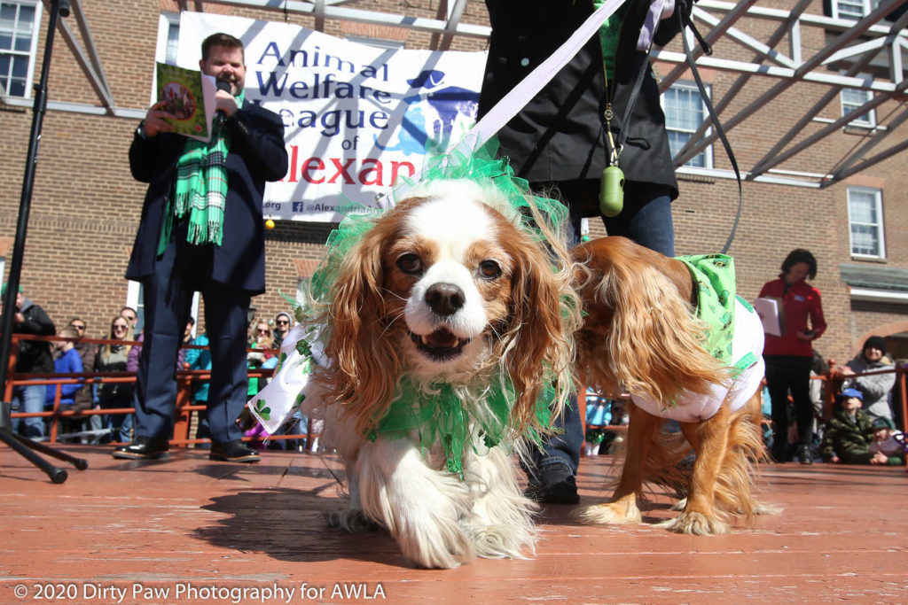 AWLA Fun Dog Show 2020, Photo Courtesy of Dirty Paw Photography