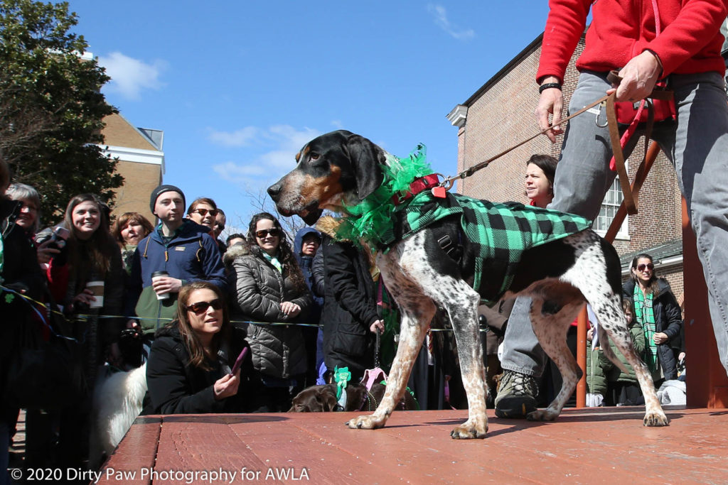 AWLA Fun Dog Show 2020, Photo Courtesy of Dirty Paw Photography