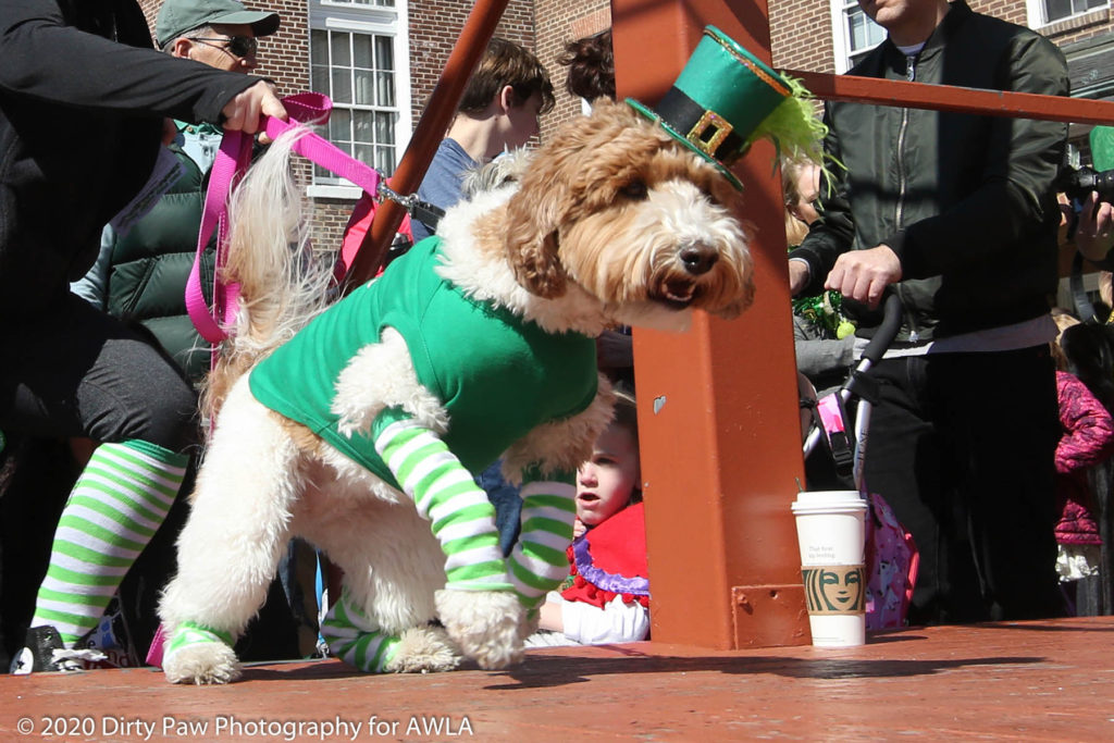 AWLA Fun Dog Show 2020, Photo Courtesy of Dirty Paw Photography