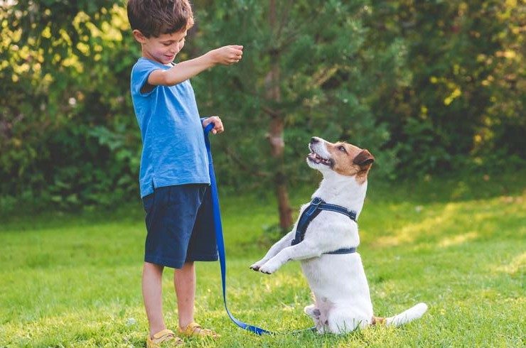 Junior PAWS: Junior Trainers – How to Clicker Train Your Dog