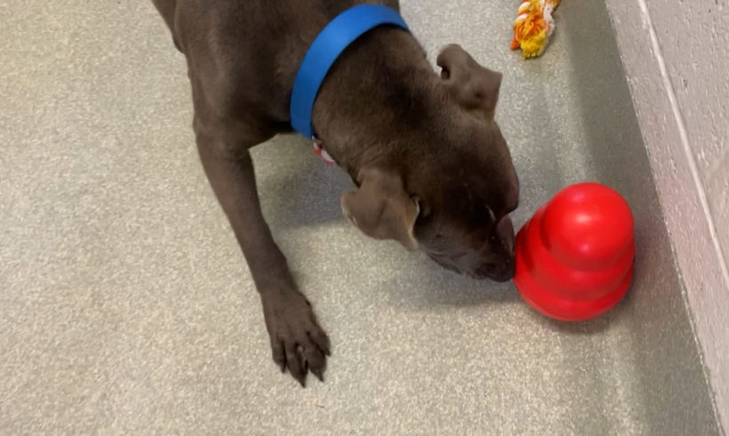 Enrichment Toy Round-up: Never a Dull Moment for Your Pet