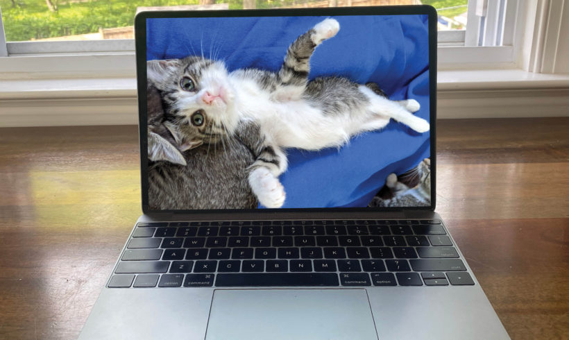 Virtual Na-meow-ste Yoga…with Kittens!