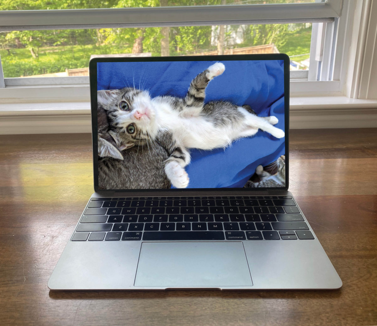 Virtual Na-meow-ste Yoga with Kittens! (AWLA)