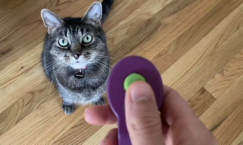Clicker Training for All Ages