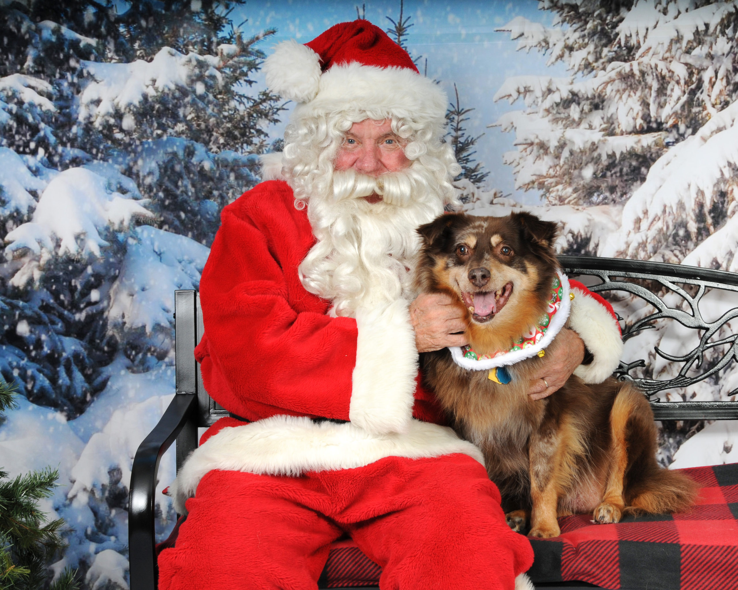 Beasley, Pet Photos with Santa Paws