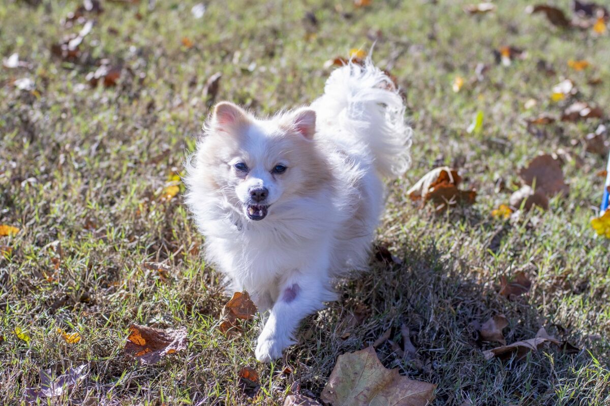 Junior PAWS: Fun and Games - What is Your Pet Thinking?