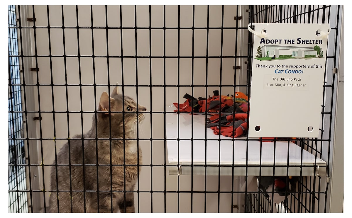 Adopt The Shelter - Cat Condo
