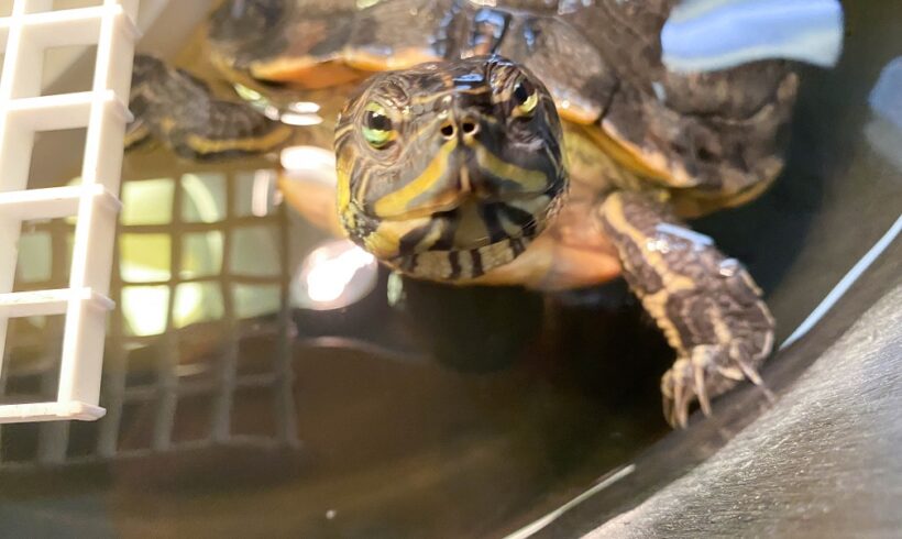 Junior PAWS: Learn About Turtles