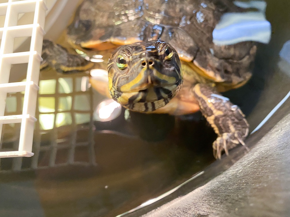 Meet Princess Peach (turtle), Adopt at AWLA