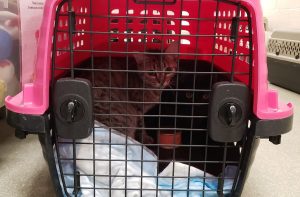 AWLA Two Cats Transferred from Texas
