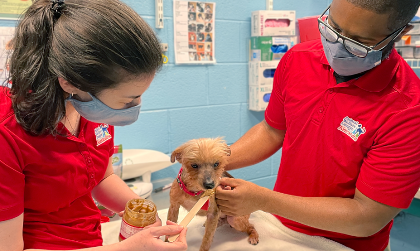 EVENT FULL: Low-Cost Rabies, Distemper and Microchip Clinic