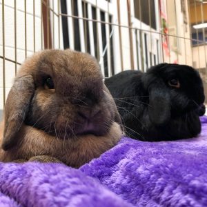 Fostering - Baby bunnies